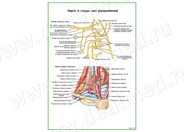  Нервы и сосуды шеи плакат матовый/ламинированный А1/А2 